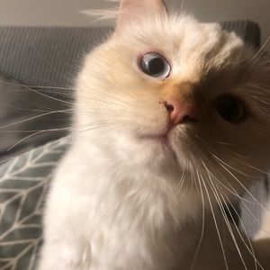 Meet your Posher, Norah